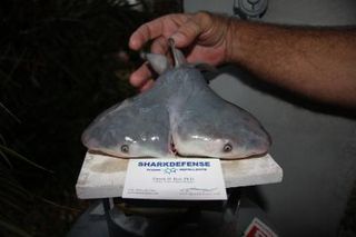 Another photo of the two-headed bull shark fetus.