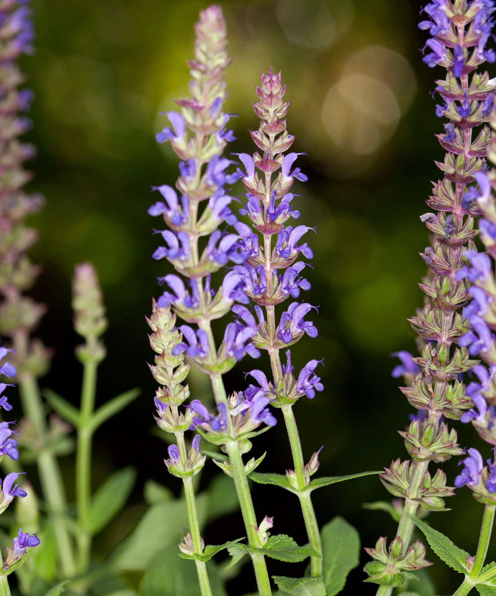 Should I deadhead salvia? Expert answers for more blooms | Homes and