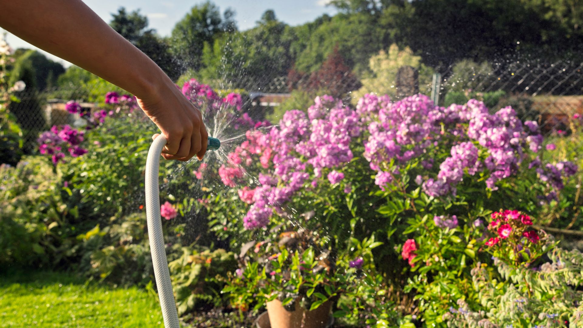 picture of woman watering garden plants with hose pipe spray