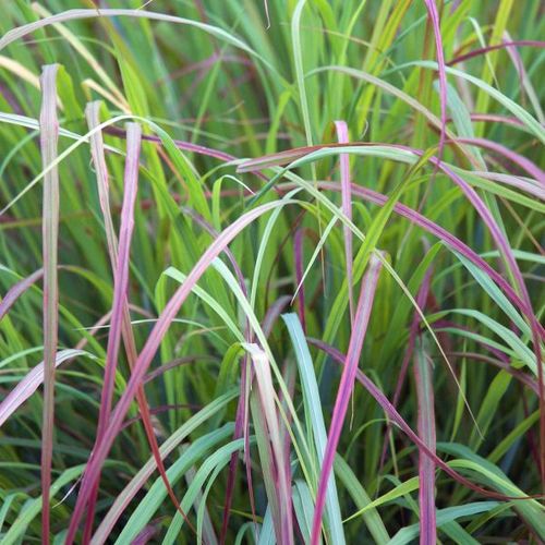 Twilight Zone Little Bluestem Grass