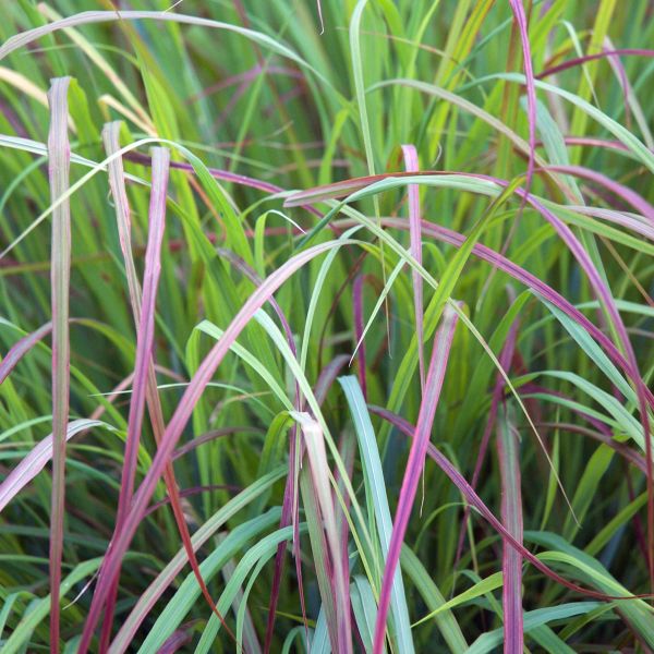 Twilight Zone Little Bluestem Grass Twilight Zone Little Bluestem Grass