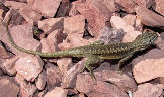 The newly described iguanian lizard, liolaemus scorialis.