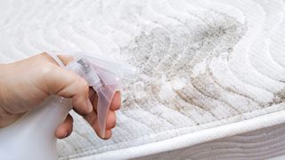 A person spritzes a bottle of cleaning solution onto black mold on a white mattress