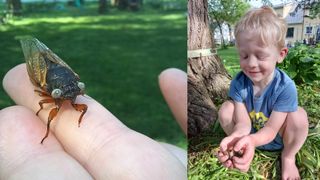 A close-up picture of a blue-eyed cicada and 4-year-old Jack Bailey holding cicadas.