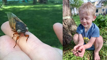 A close-up picture of a blue-eyed cicada and 4-year-old Jack Bailey crouching and holding cicadas.