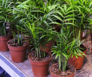 Chamaedorea elegans plant, or bella palm, in a pot close-up