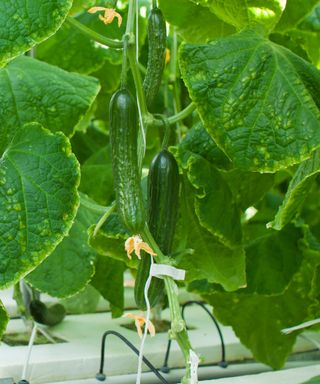 cucumbers growing in hydroponic system