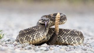 rattlesnake