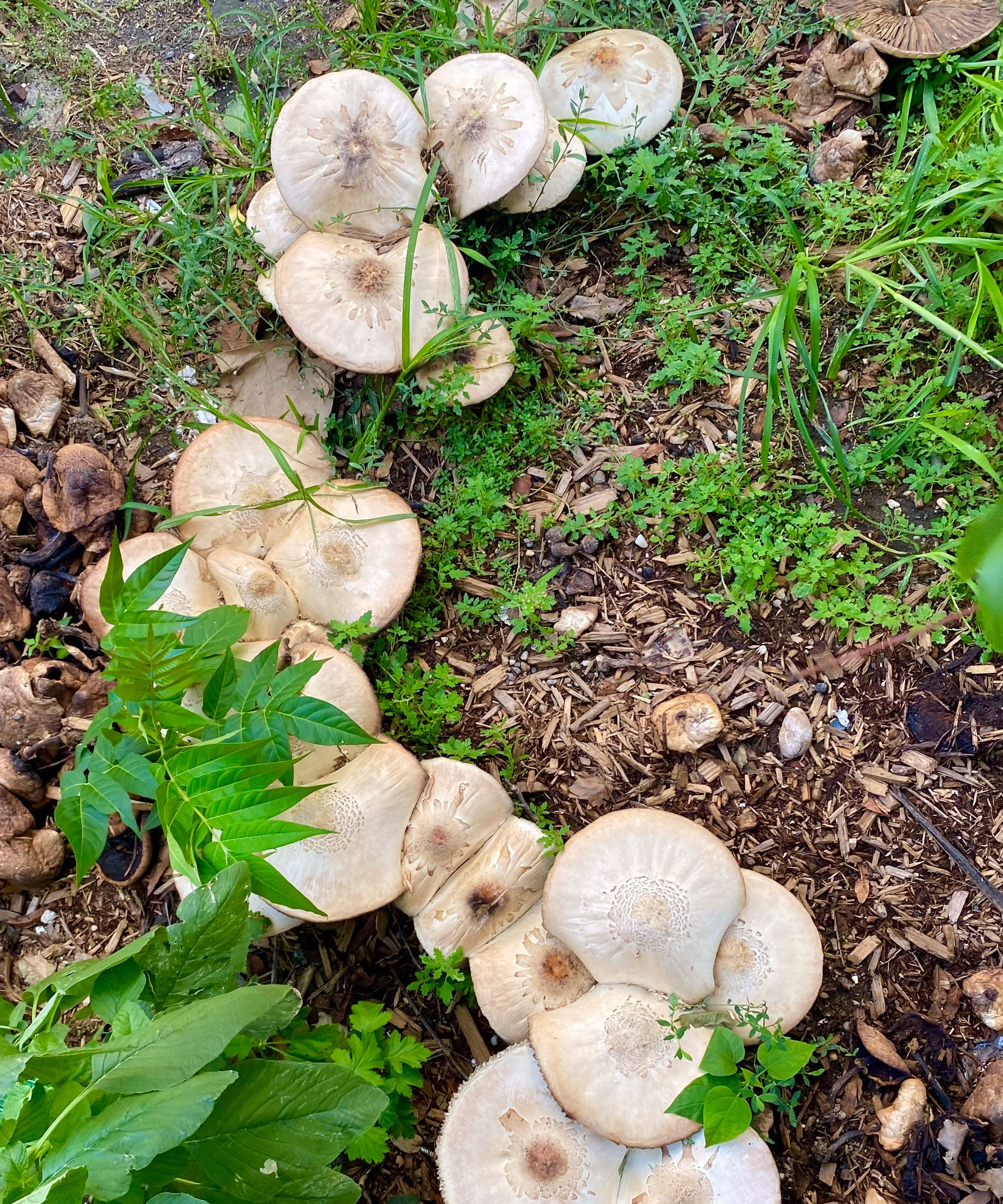 mushrooms in clumps between garden path and lawn