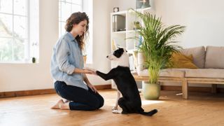 Woman training dog in her living room
