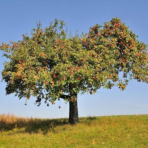 Brighter Blooms - Honeycrisp Apple Tree, 5-6 Feet - Live Fruit Plant - No Shipping to Az, Ca, Id, Or, Wa