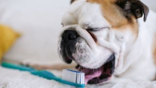 Dog licking toothbrush