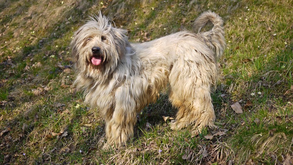32 Unpopular Dog Breeds PetsRadar 32-unpopular-dog-breeds-petsradar