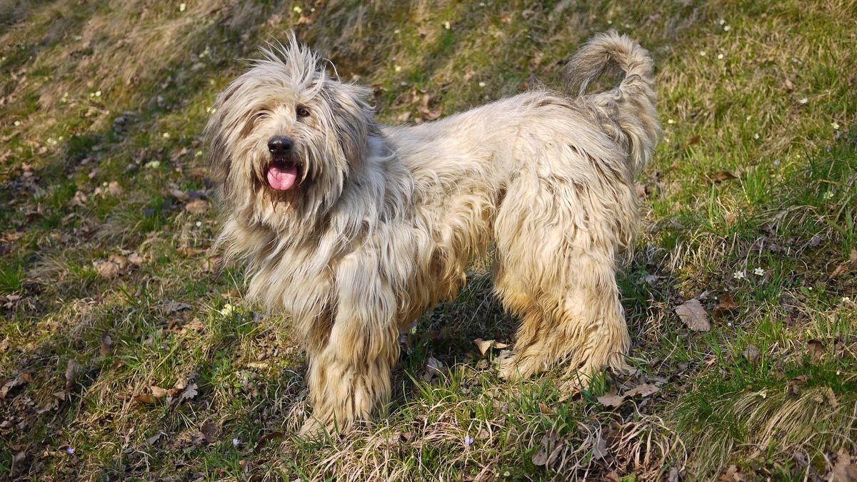 32 unpopular dog breeds | PetsRadar