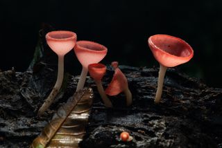 Close-up Fungi cup in rain forest. Group of beautiful Pink burn cup (Tazzetta rosea) growing on the old wet wood and green natural background.