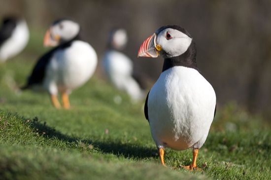 An Atlantic puffin.