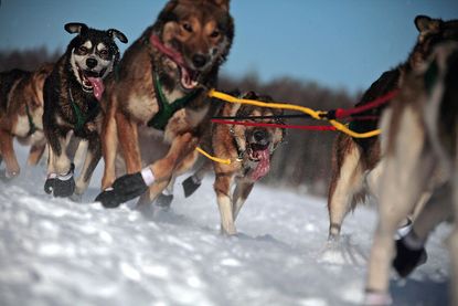 Iditarod sled dog racers took off today.