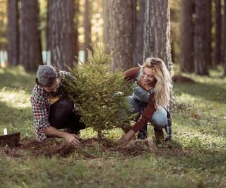 A man and woman planting a small Christmas tree in the woods