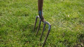 Aerating a lawn using a traditional garden fork. 