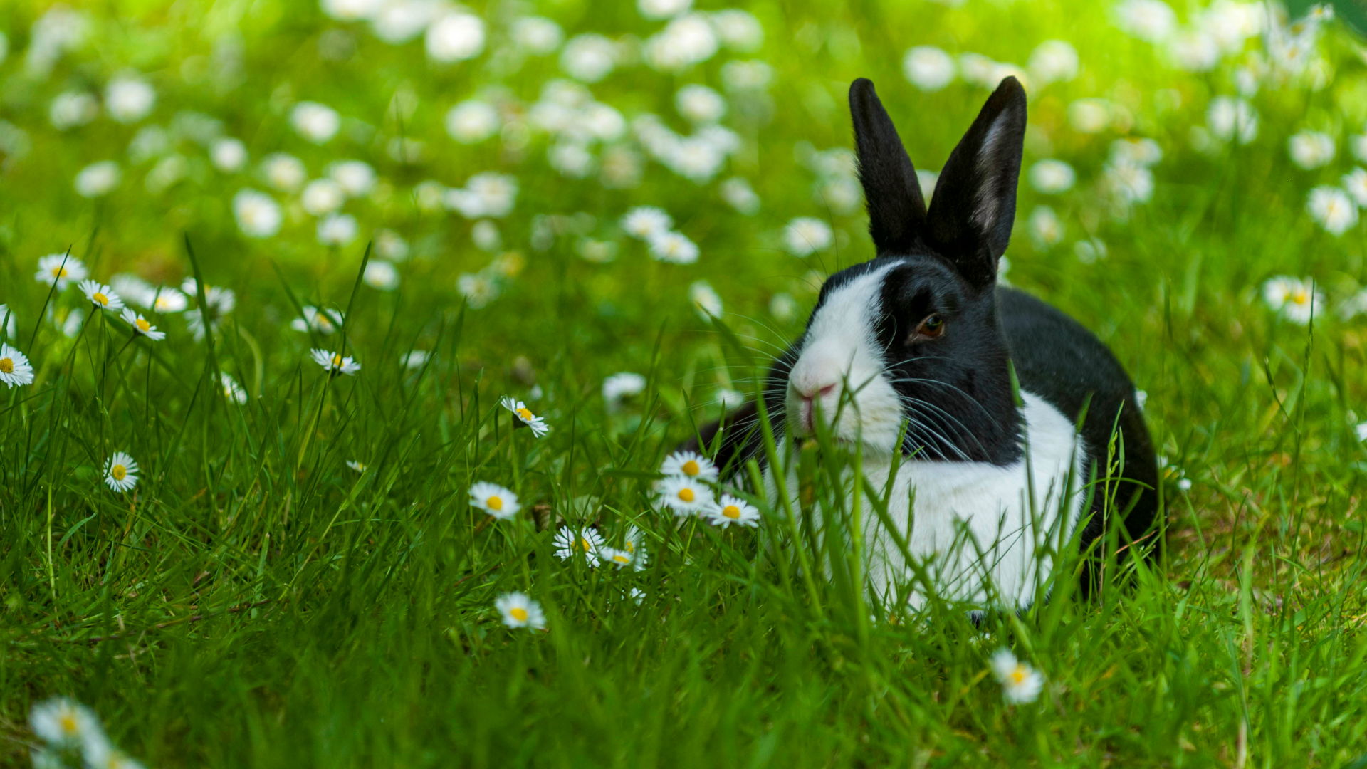 Rabbit in grass and daisy flowers
