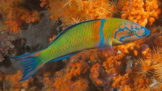 Ornate wrasse