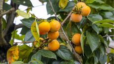 How to get a persimmon tree to fruit