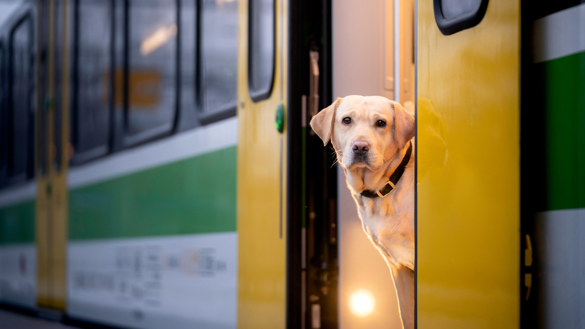 can u take dogs on a train