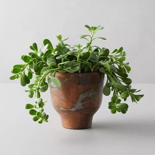 A trailing jade plant in a copper pot