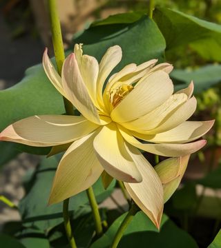 American lotus, or Nelumbo lutea, with green leaves and yellow petals in a sunny pond garden