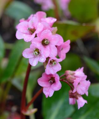 bergenia ‘Rosi Klose’ flowering in shade