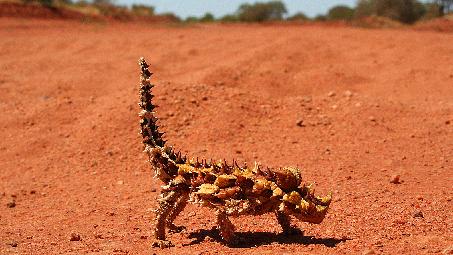 A thorny devil (Moloch horridus), endemic to Australia, is one of the stranger denizens of the desert.