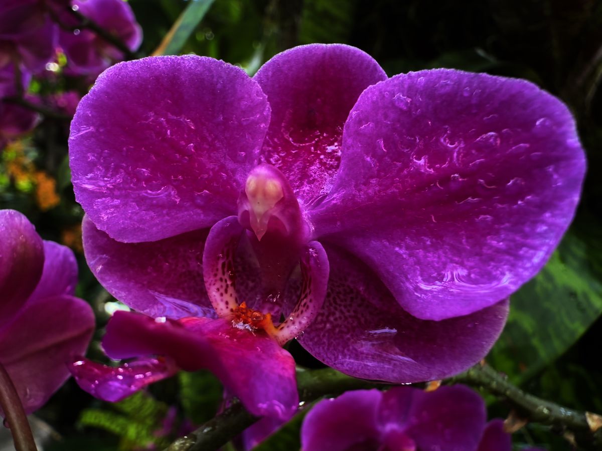 Orchids from the New York Botanical Garden, all photos taken with iPhone 16 Pro