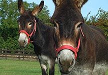 Donkey_Sanctuary.JPG