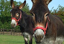 Donkey_Sanctuary.JPG
