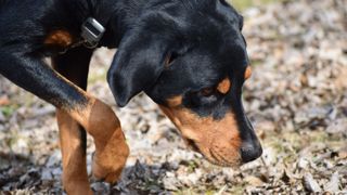 Black and Tan Coonhound