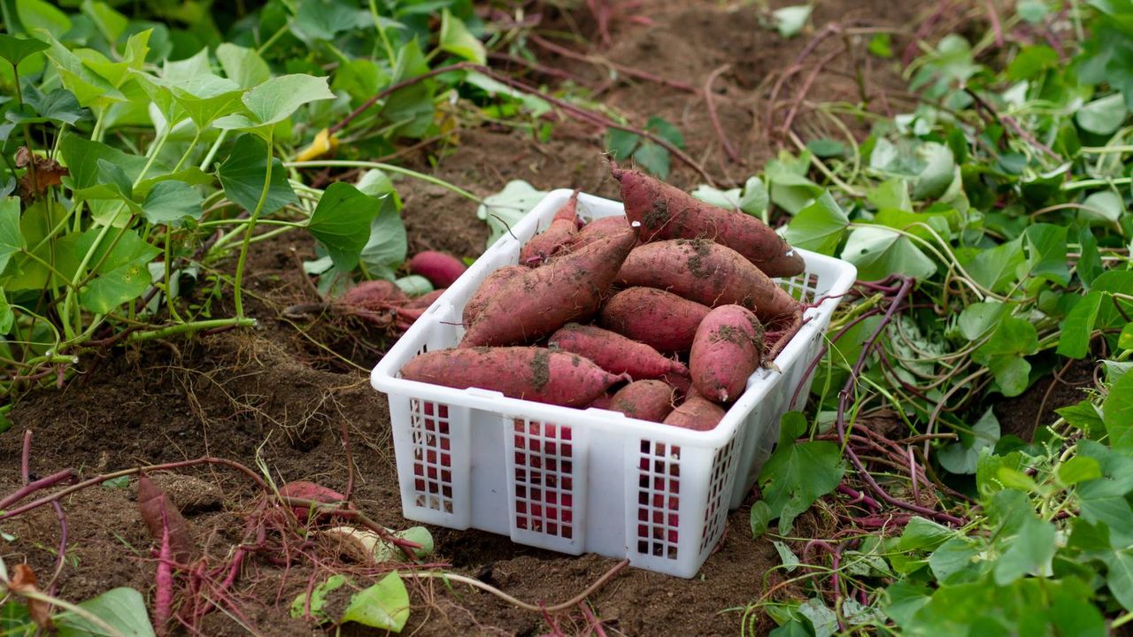 Basket of sweet potatoes sits on ground amongst vines