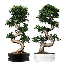 Potted Bonsai Plants, one with a black base the other with a white base