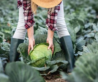 Harvesting a large cabbage