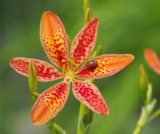 Blackberry lily up close