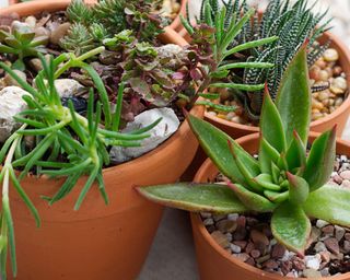 collection of succulent plants growing in pots on a patio