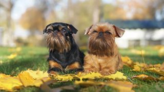 Two Brussels Griffon dogs sitting in agarden