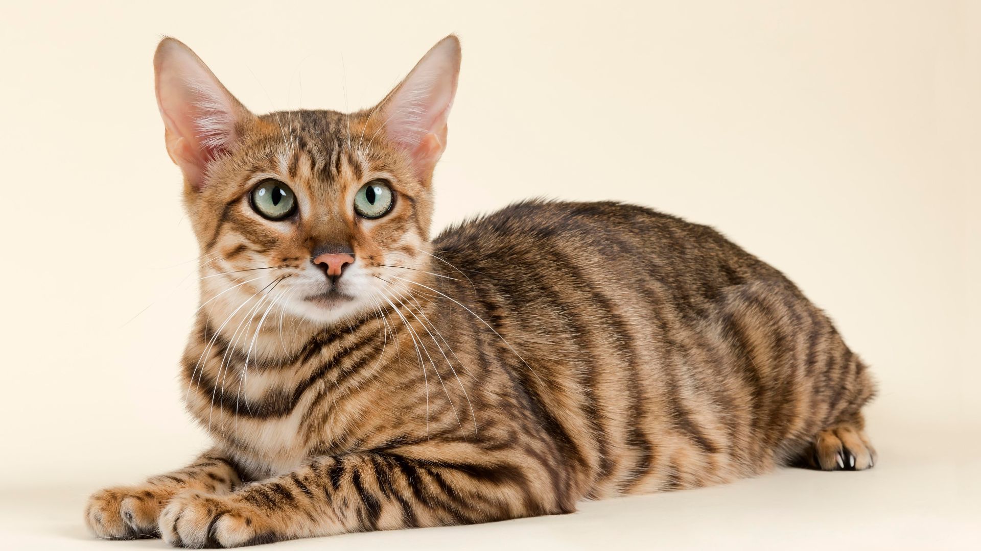 Toyger cat lying down 