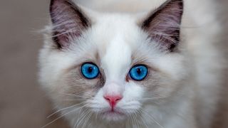 Close up of white cat with blue eyes
