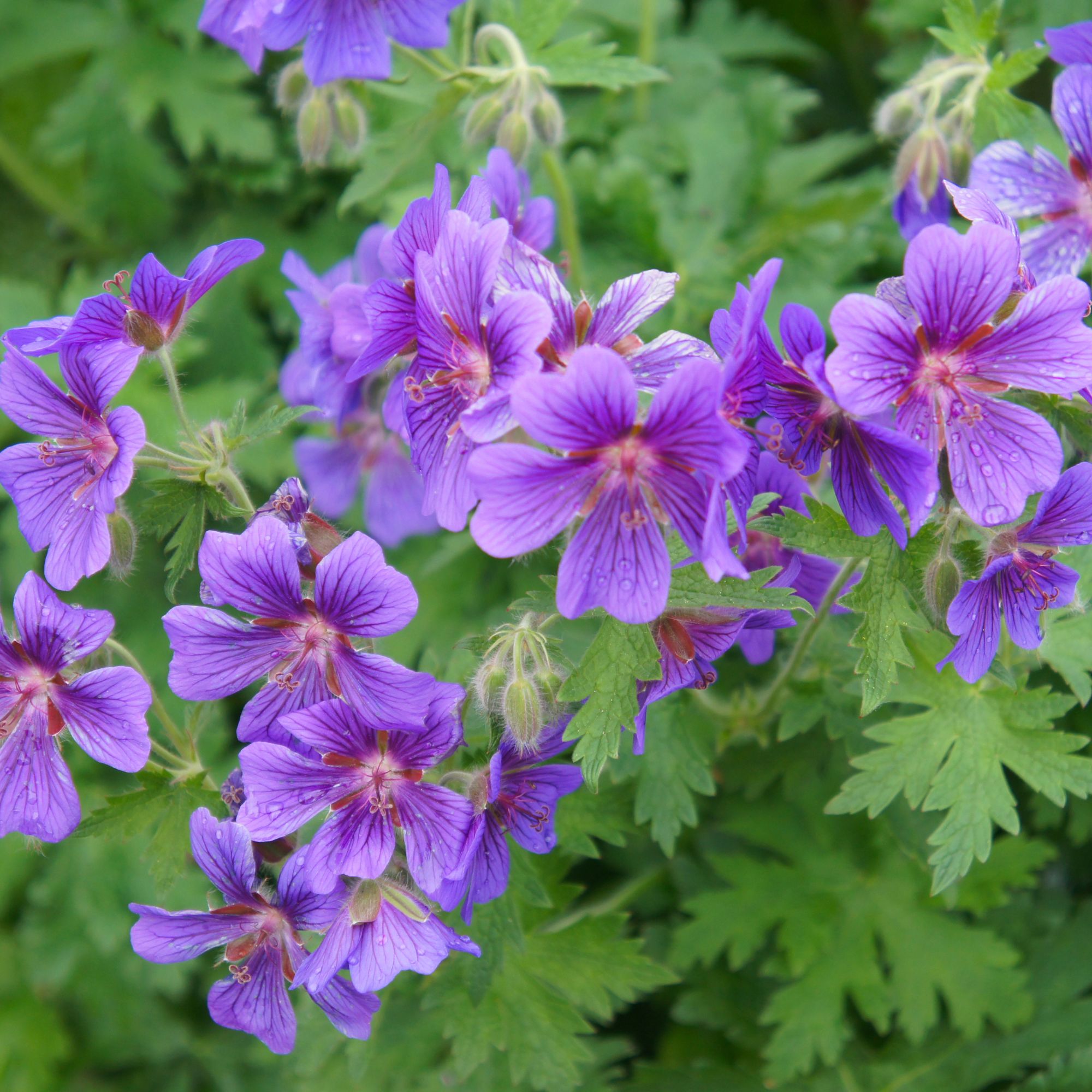 hardy geraniums in garden border