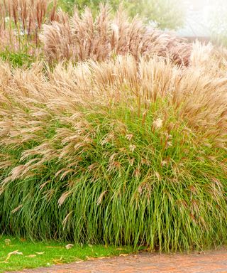 A collection of Miscanthus ornamental grass with brown fluffy tops and green stems on a green lawn