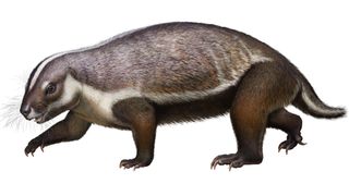 This life-like reconstruction of Adalatherium hui from the late Cretaceous of Madagascar shows off the creature’s weird-looking body and plentiful whiskers.