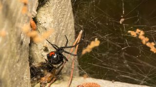 The new study shows that black widows are more shy than their invasive counterparts.