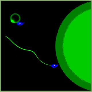 A t-haplotype sperm (t) swims straight for an egg while its poisoned competitor (+) swims in circles