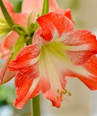 Red and yellow amaryllis flower in close-up