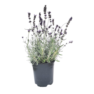 A lavender plant in a pot